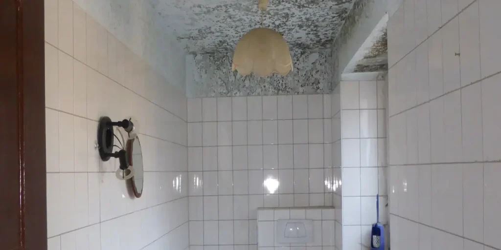 Schimmelpilzbekämpfung: Entfernt Schimmel gründlich und beseitigt die Feuchtigkeitsursachen.